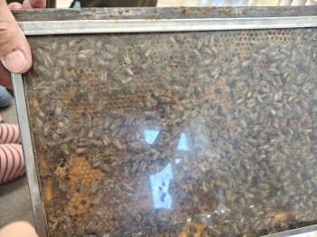 IMG20260520102251