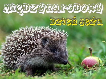 Międzynarodowy Dzień Jeża